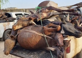 Tchad : Des carcasses de bétail abattues clandestinement saisies et incinérées à N’Djamena