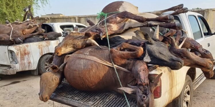 Tchad : Des carcasses de bétail abattues clandestinement saisies et incinérées à N’Djamena