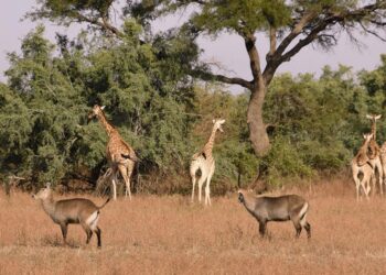 Tchad : Un joyau touristique méconnu à réveiller