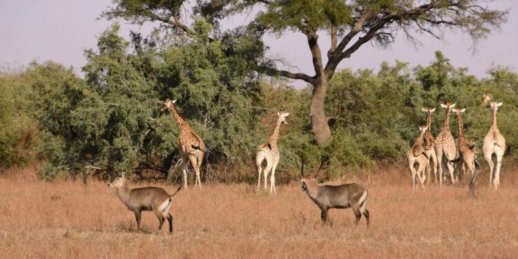 Tchad : Un joyau touristique méconnu à réveiller
