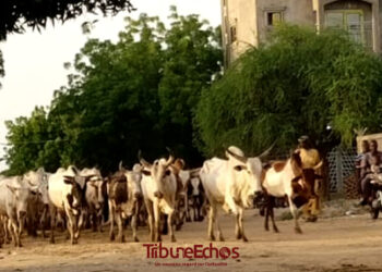 N&rsquo;Djamena: Passage des animaux, un phénomène préoccupant pour les usagers de la route