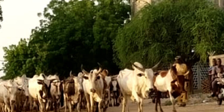 N&rsquo;Djamena: Passage des animaux, un phénomène préoccupant pour les usagers de la route