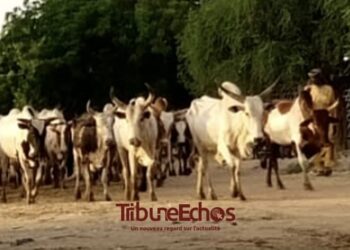 N&rsquo;Djamena: Passage des animaux, un phénomène préoccupant pour les usagers de la route