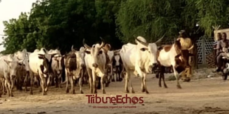 N&rsquo;Djamena: Passage des animaux, un phénomène préoccupant pour les usagers de la route