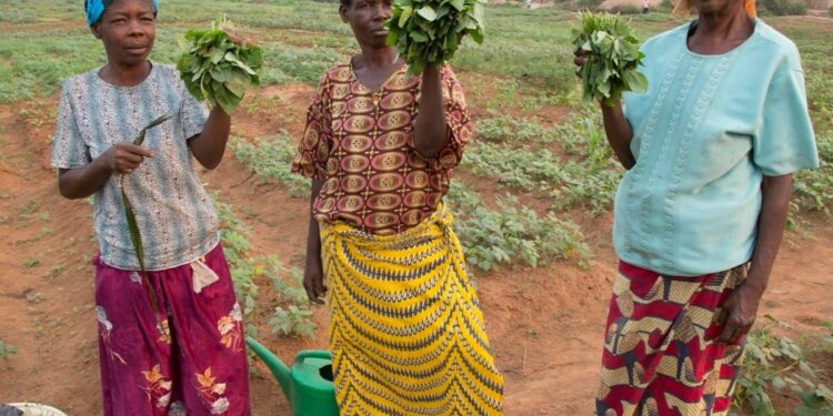 RDC : Le gouvernement accélère la promotion de l’agriculture d’exportation par l’aménagement de sites pilotes