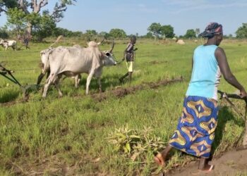 Tchad : Suspension des autorisations de défrichement et de coupe d’arbres en pleine saison pluvieuse