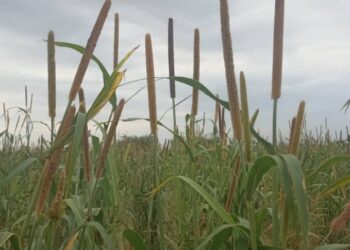 Batha Ouest : Des hectares de mil anéantis par des oiseaux granivores à Koundjourou