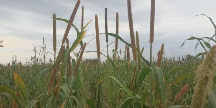 Batha Ouest : Des hectares de mil anéantis par des oiseaux granivores à Koundjourou