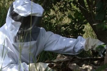 RDC : La production de miel en chute libre au Sud-Kivu, entre conflits, déforestation et faux produits sur le marché