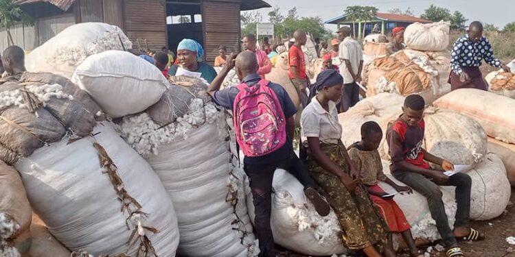 Burundi : Les producteurs de coton de Cibitoke redoutent la faillite d’une filière jadis florissante