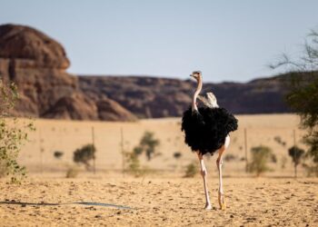 Tchad : Jeune Afrique analyse la décision du gouvernement de reprendre le contrôle de ses parcs face aux dérives d’African Parks