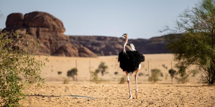 Tchad : Jeune Afrique analyse la décision du gouvernement de reprendre le contrôle de ses parcs face aux dérives d’African Parks
