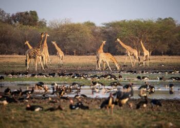 Desinfox : L’UE suspend le financement d African Parks Network (APN), mais n’a pas écrit au gouvernement tchadien ni au ministère de l’Environnement. #Tchad