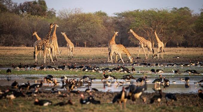 Desinfox : L’UE suspend le financement d African Parks Network (APN), mais n’a pas écrit au gouvernement tchadien ni au ministère de l’Environnement. #Tchad