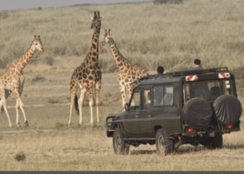 Rwanda : Akagera classé parmi les 25 destinations mondiales à visiter en 2026 par National Geographic