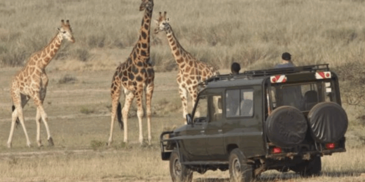 Rwanda : Akagera classé parmi les 25 destinations mondiales à visiter en 2026 par National Geographic