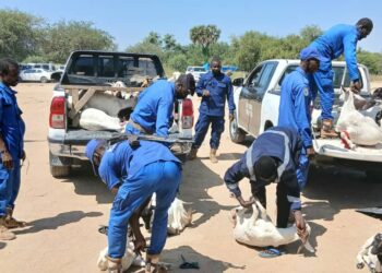 Tchad : Face aux accidents récurrents, la mairie du 10ᵉ arrondissement sévit contre la divagation animale