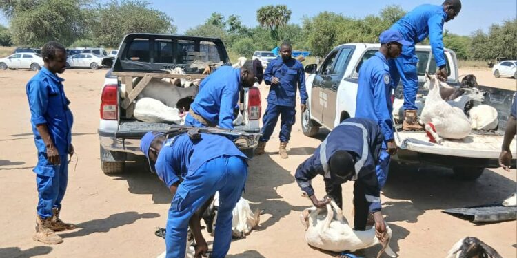 Tchad : Face aux accidents récurrents, la mairie du 10ᵉ arrondissement sévit contre la divagation animale