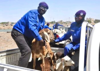 Tchad : La Ville de N’Djamena intensifie la mise en fourrière des animaux errants pour sécuriser et assainir les artères
