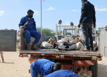 Tchad : Poursuite de l’opération contre les animaux errants dans le 10ᵉ arrondissement, 53 chèvres et moutons saisis
