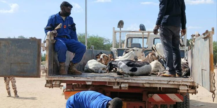 Tchad : Poursuite de l’opération contre les animaux errants dans le 10ᵉ arrondissement, 53 chèvres et moutons saisis