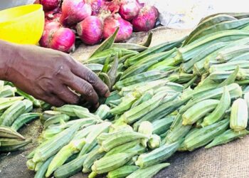 N&rsquo;Djaména : Après les céréales, la flambée du prix du gombo Frais sur les marchés assèche les paniers ménagers