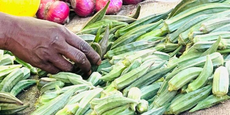 N&rsquo;Djaména : Après les céréales, la flambée du prix du gombo Frais sur les marchés assèche les paniers ménagers