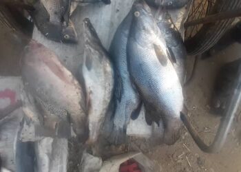 N&rsquo;Djaména : Impact de la montée de la crue sur le prix du poisson frais