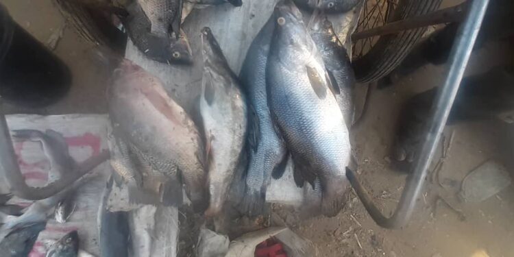 N&rsquo;Djaména : Impact de la montée de la crue sur le prix du poisson frais
