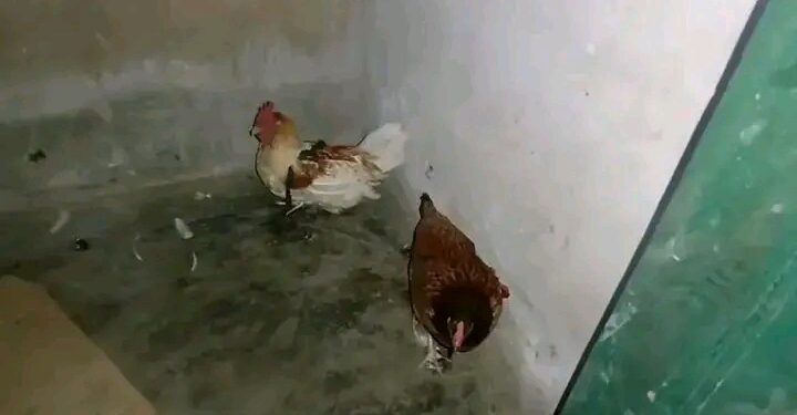 Cameroun : Suspectée de sorcellerie, des poules «transformées» restent en détention à la gendarmerie.