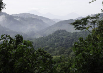 Ouganda : 31 millions de dollars du Fonds vert pour le climat pour récompenser la lutte contre la déforestation