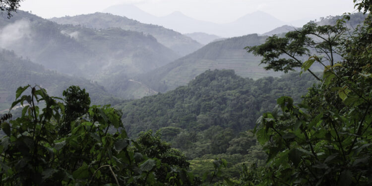Ouganda : 31 millions de dollars du Fonds vert pour le climat pour récompenser la lutte contre la déforestation