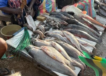 ​N&rsquo;Djaména : Le retour en force du poisson frais sur les étals