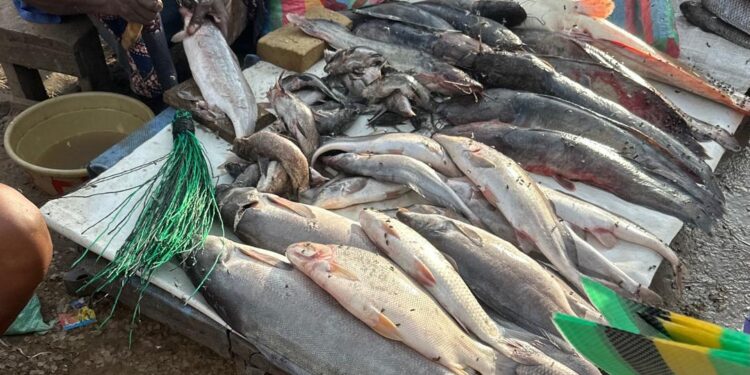 ​N&rsquo;Djaména : Le retour en force du poisson frais sur les étals