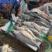 ​N&rsquo;Djaména : Le retour en force du poisson frais sur les étals