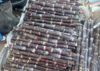 ​Tchad : La canne à sucre, l’or doux qui envahit les rues de N’Djaména