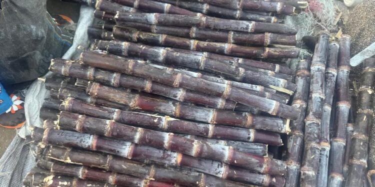 ​Tchad : La canne à sucre, l’or doux qui envahit les rues de N’Djaména