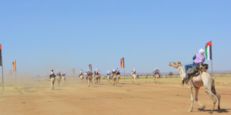 ​Amdjarass : Le FICSA au galop avec une course de dromadaires d’envergure internationale