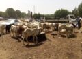 Tchad: l’Aïd el-Kebir, la cherté du mouton inquiète les familles