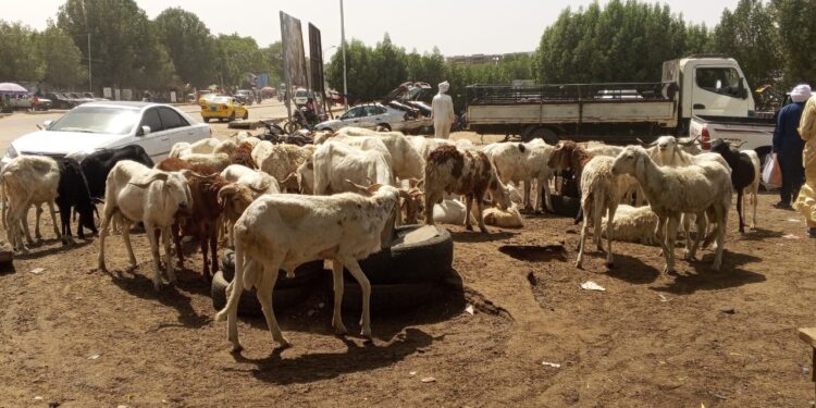 Tchad: l’Aïd el-Kebir, la cherté du mouton inquiète les familles