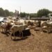 Tchad: l’Aïd el-Kebir, la cherté du mouton inquiète les familles