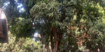 ​Moyen-Chari : Un étudiant grièvement blessé par accident à l’Université de Sarh