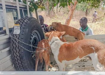 ​Moyen-Chari : Alerte sanitaire à Maïmana face à la recrudescence du ver de Guinée
