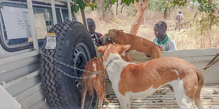 ​Moyen-Chari : Alerte sanitaire à Maïmana face à la recrudescence du ver de Guinée