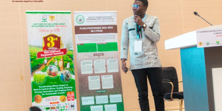 Tchad : L&rsquo;ITRAD mobilise les experts pour l&rsquo;autosuffisance de la filière blé