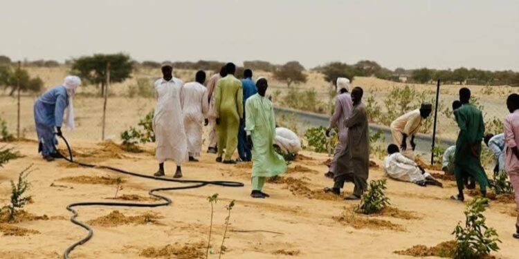 Hadjer Lamis : Toumsery se reverdit grâce à l&rsquo;impulsion du suivi environnemental