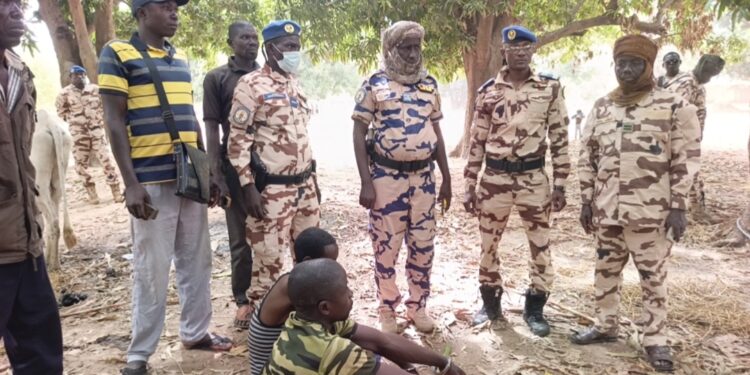 ​Moyen-Chari : Deux présumés voleurs de bétail aux arrêts​