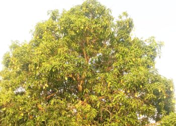 ​Doba : l’inquiétante pénurie de mangues sur les étals