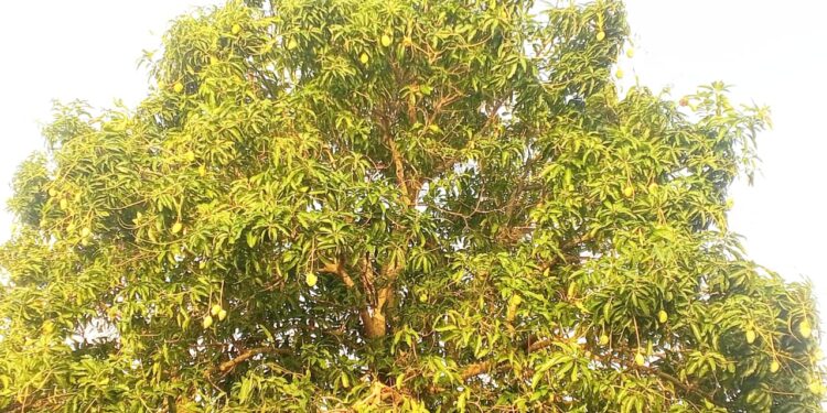 ​Doba : l’inquiétante pénurie de mangues sur les étals