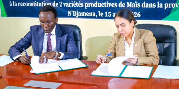 ​Tchad : L’ITRAD et le CICR s’unissent pour la multiplication des semences « Matafo »